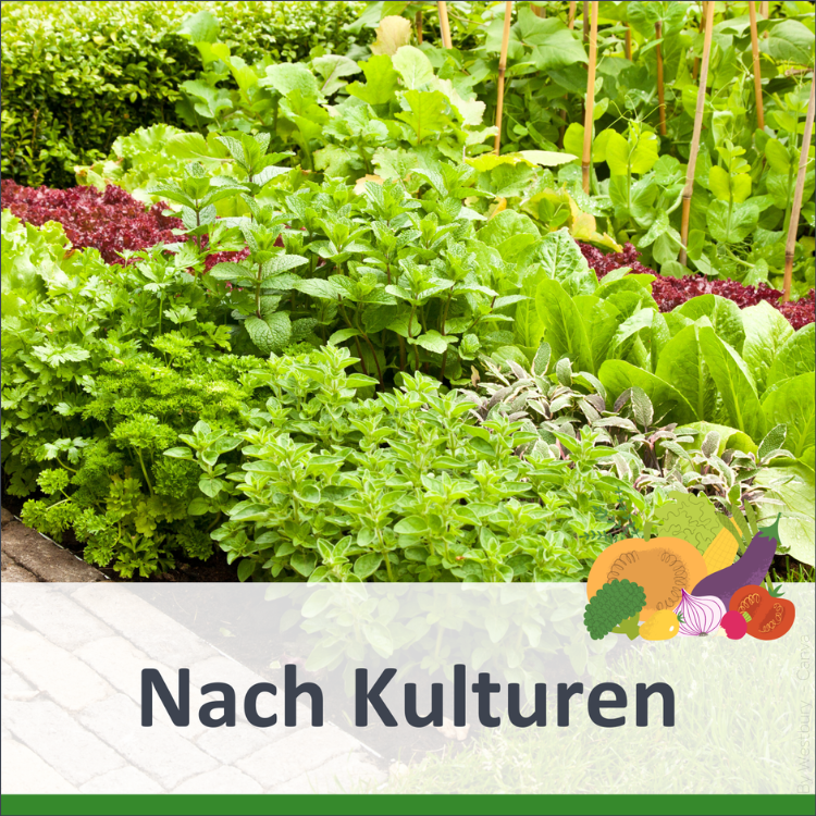 Analysen nach Kulturen